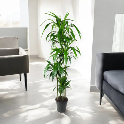 Dracaena fragrans 'Janet craig'