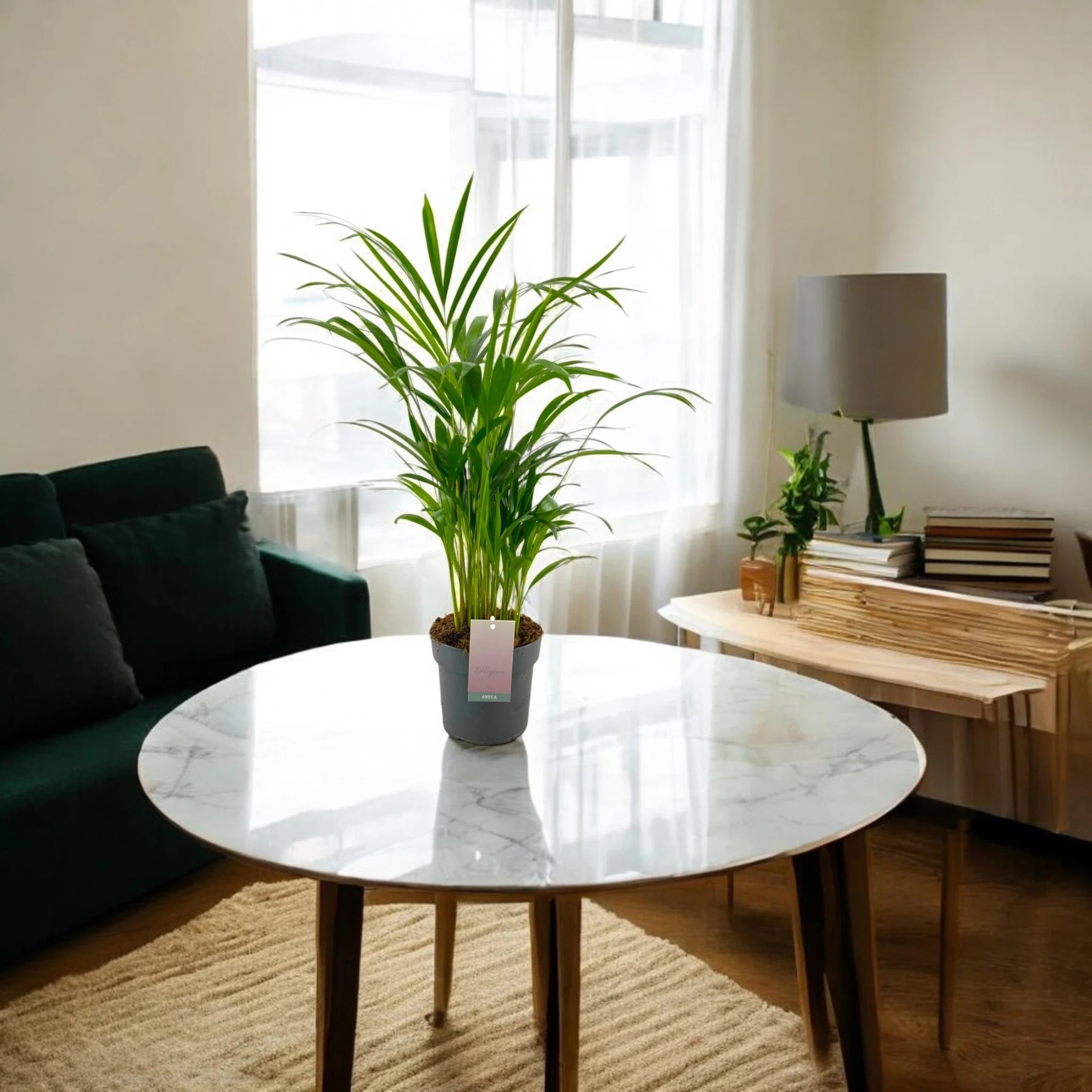 Areca - Dypsis lutescens