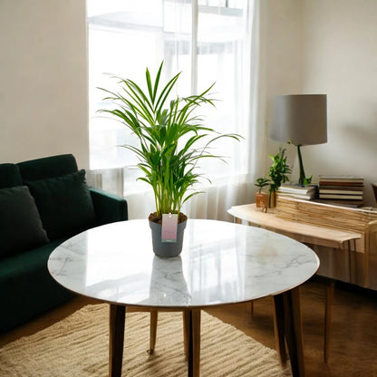 Areca - Dypsis lutescens