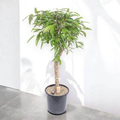 Dettaglio foglie strette e lucide di Ficus binnendijkii Amstel King, texture verde intensa