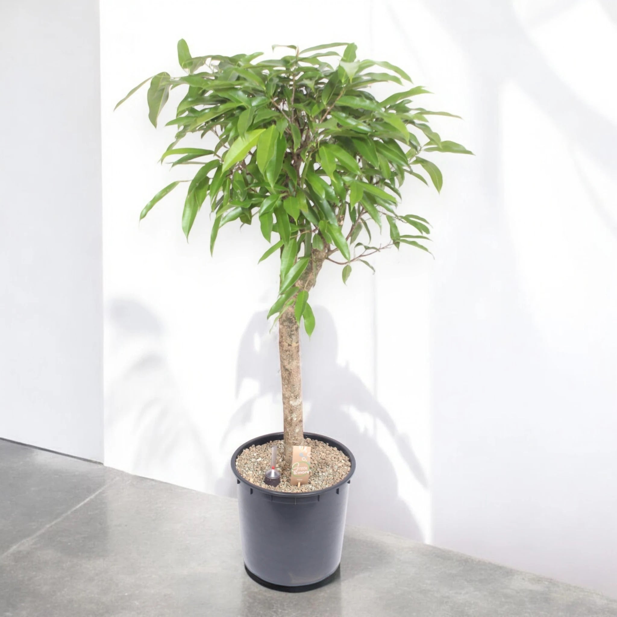 Dettaglio foglie strette e lucide di Ficus binnendijkii Amstel King, texture verde intensa