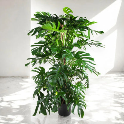Monstera deliciosa