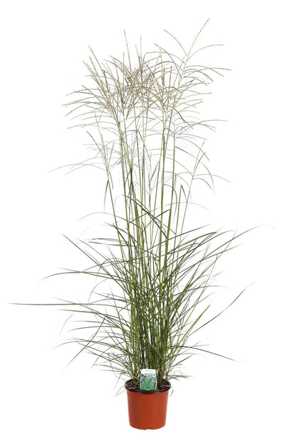 Dettaglio spighe bianco-argentee arruffate di Miscanthus sinensis Graziella in fioritura estiva