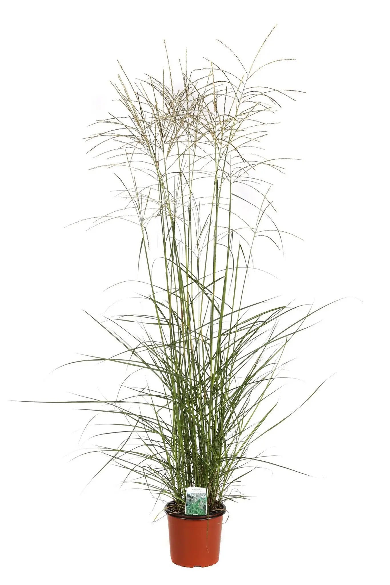 Dettaglio spighe bianco-argentee arruffate di Miscanthus sinensis Graziella in fioritura estiva