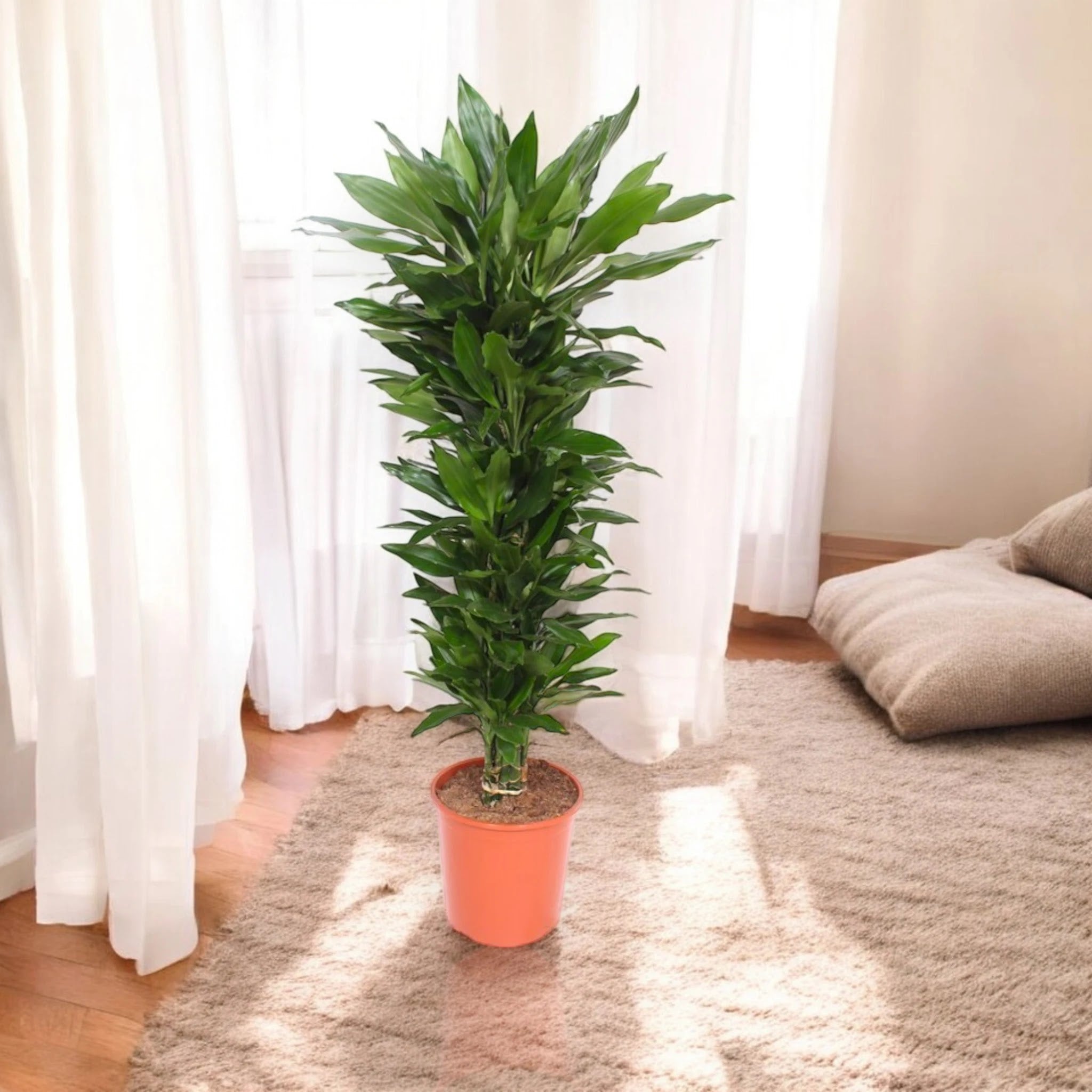 Dracaena fragrans 'Janet Lind'