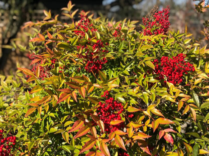 Dettaglio foglie pennate composte Nandina domestica con colorazione rossa invernale