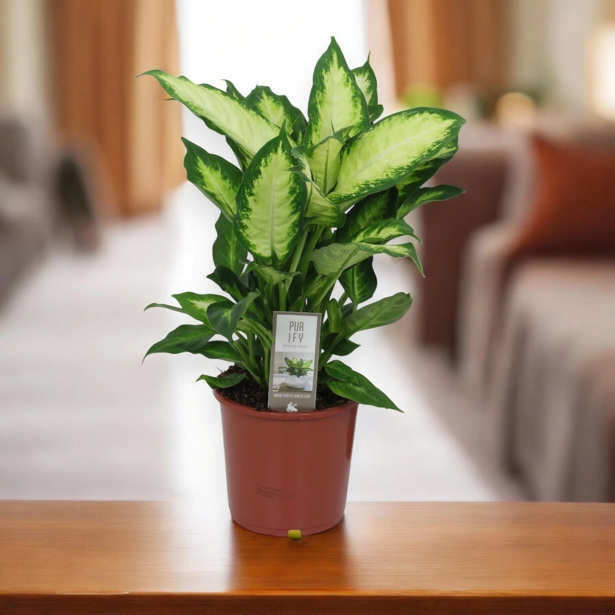 Dieffenbachia 'Camilla'