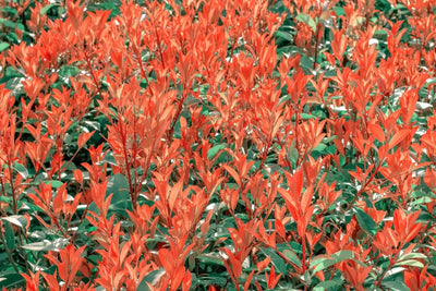 Photinia fraseri Chico arbusto compatto sempreverde con foglie verdi e germogli rosso bronzo in giardino