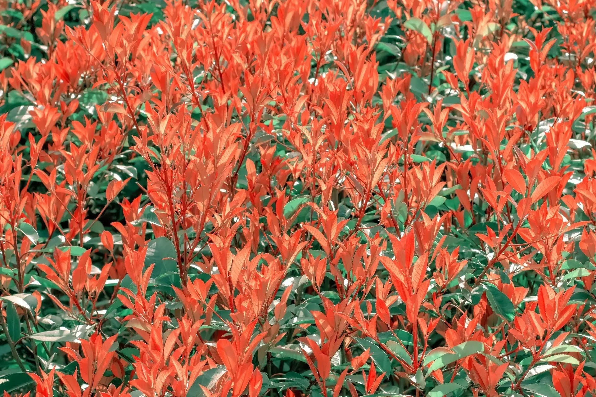 Photinia fraseri Chico arbusto compatto sempreverde con foglie verdi e germogli rosso bronzo in giardino