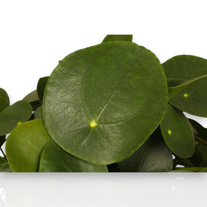 Pilea peperomioides