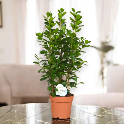 Ficus microcarpa 'Moclame'