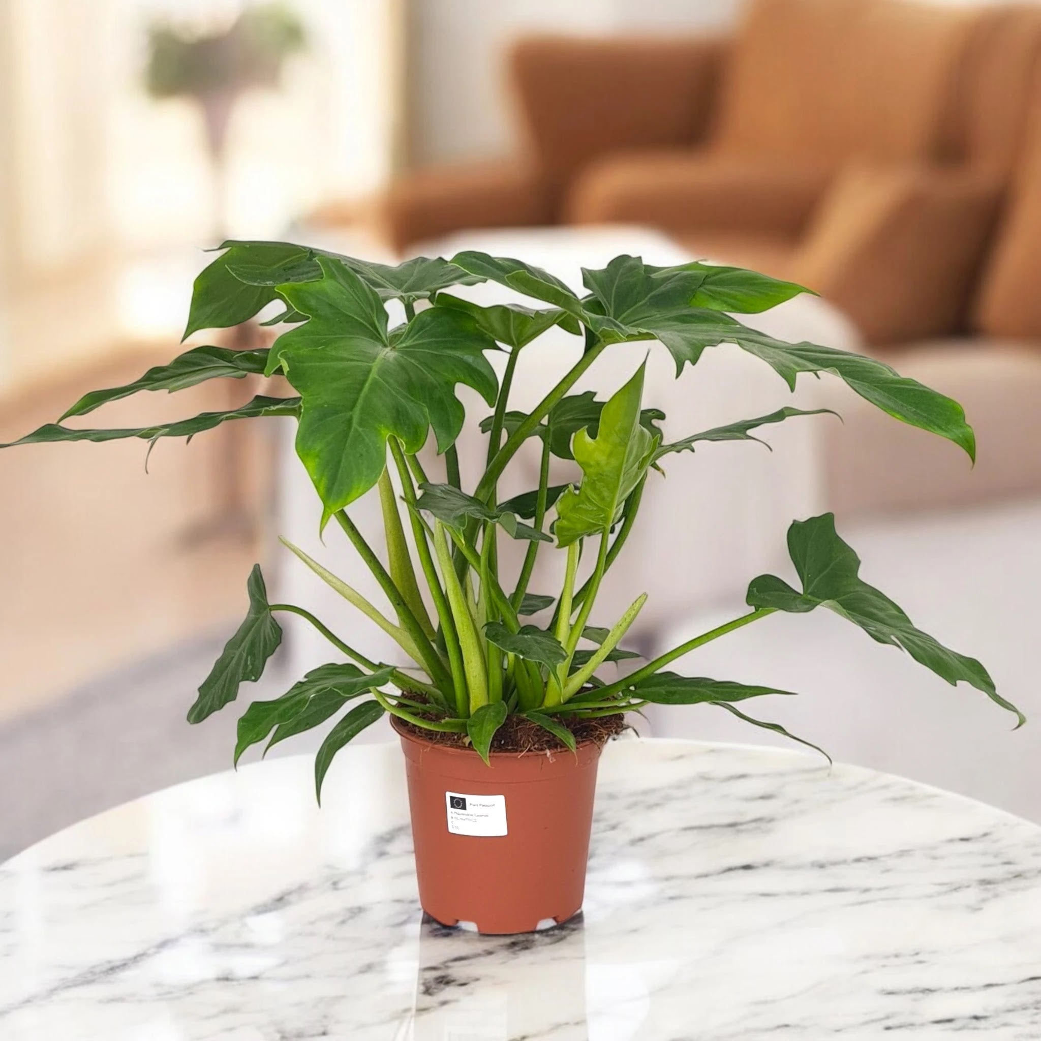 Philodendron 'Lacerum'