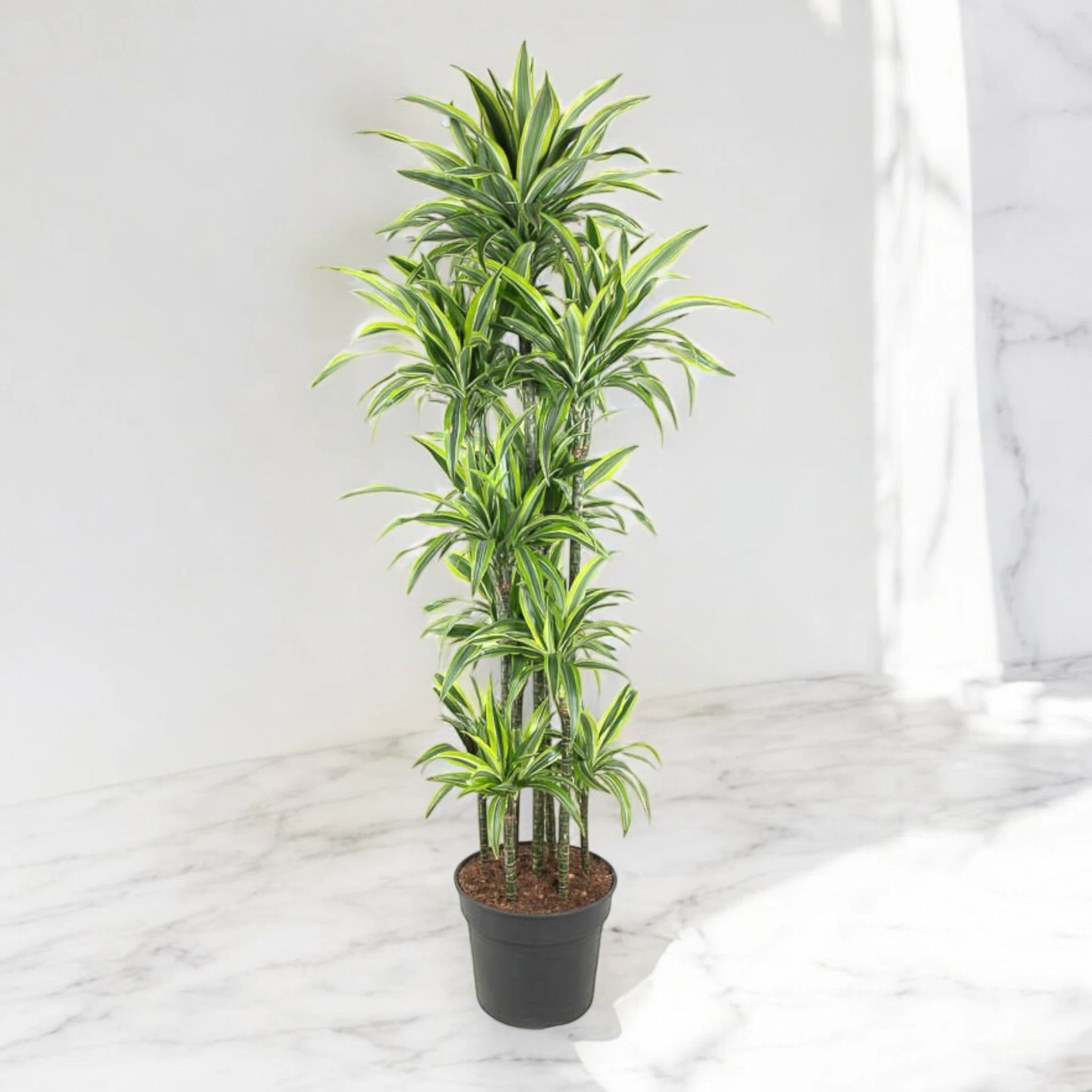 Nandina domestica 'Lemon-Lime'