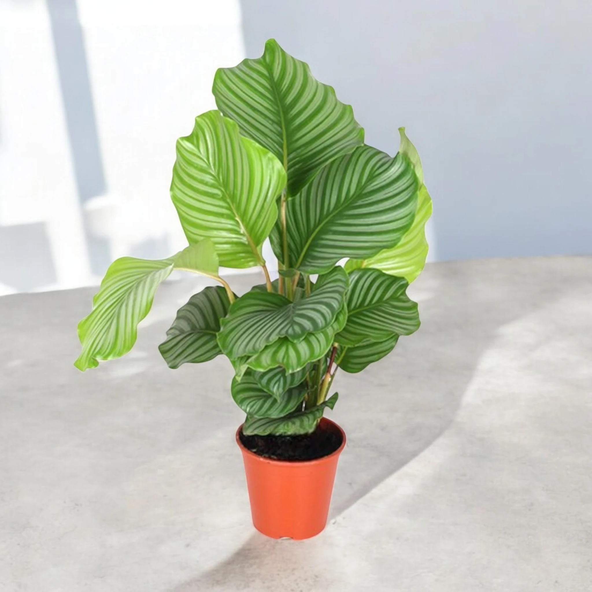 Dettaglio foglia Calathea orbifolia con caratteristiche striature argentate su fondo verde chiaro