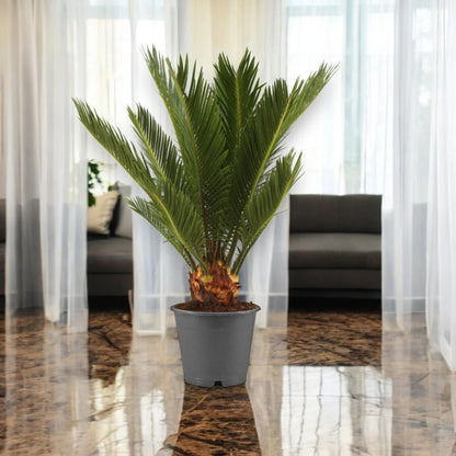 Cycas revoluta