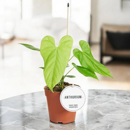 Anthurium 'Balaloanum'