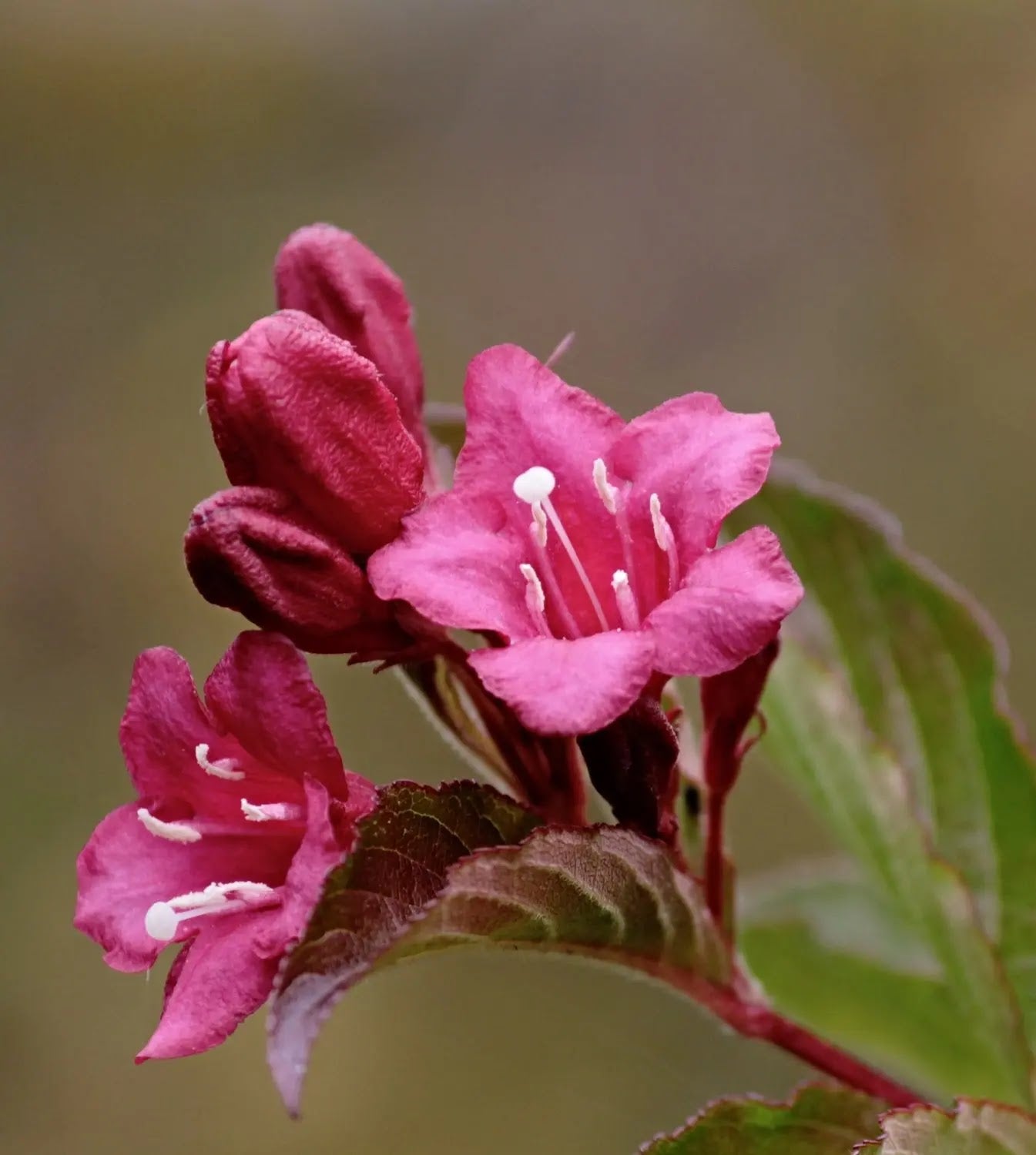 Weigela florida 'Alexandra'