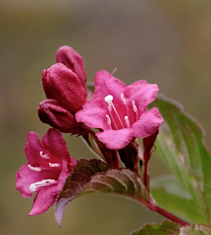 Weigela florida 'Alexandra'