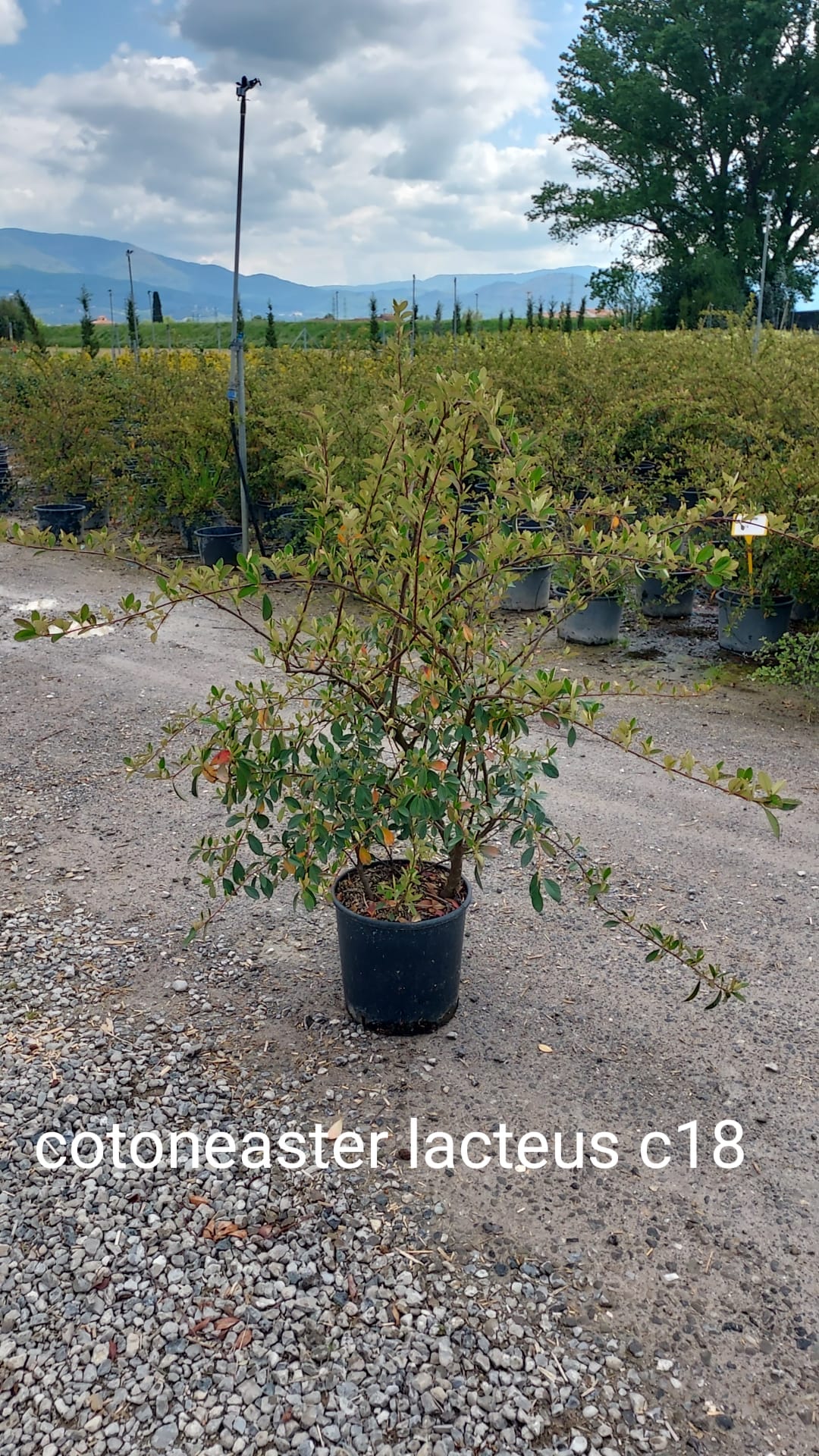 Cotoneaster lacteus arbusto sempreverde con portamento ricadente in giardino