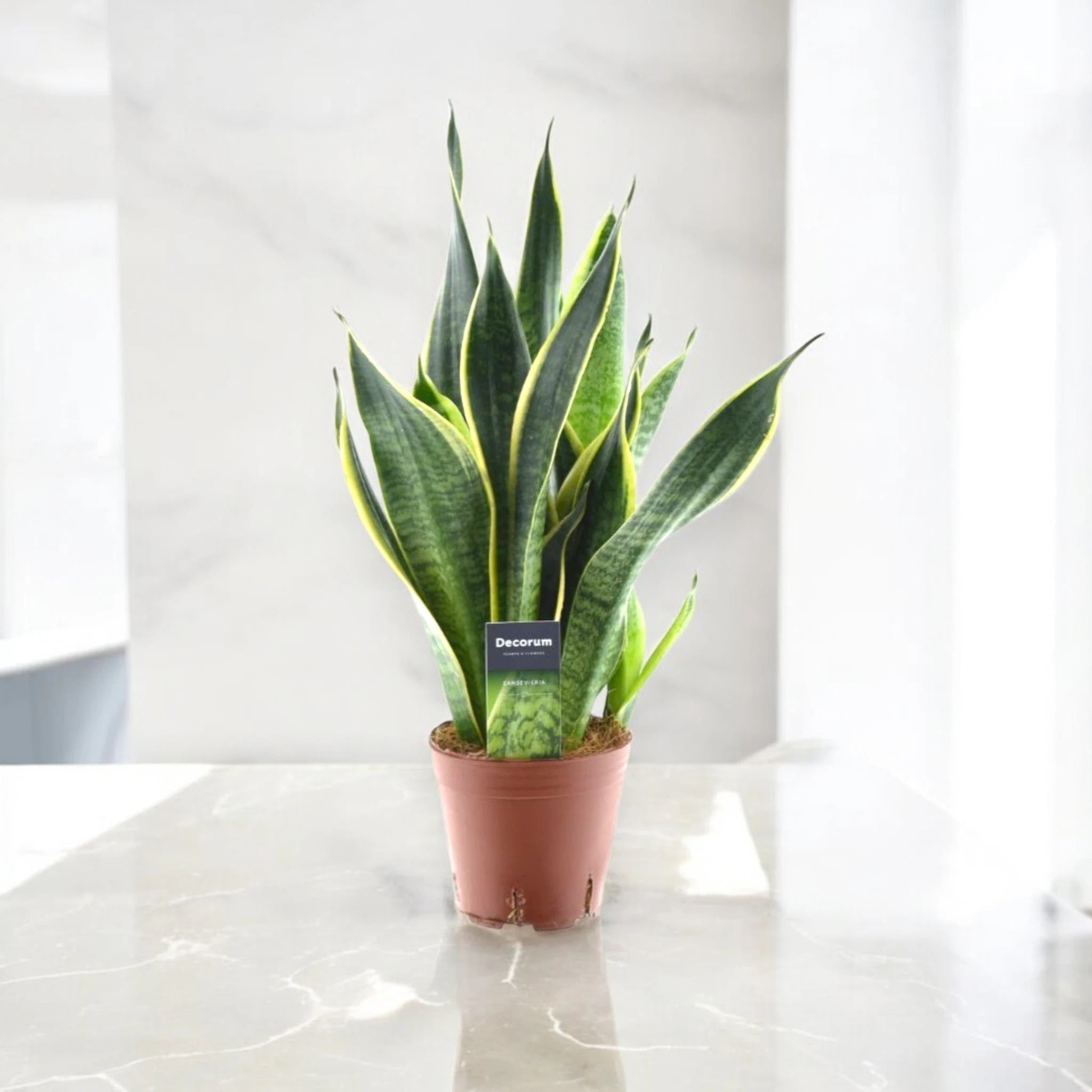 Sansevieria trifasciata 'Futura Superba'