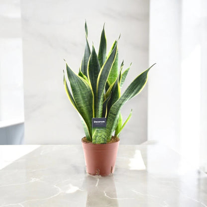 Sansevieria trifasciata 'Futura Superba'