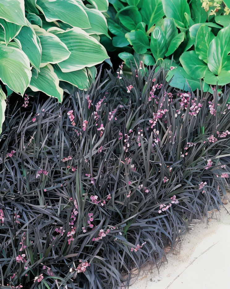 Ophiopogon planiscapus Black Dragon con fogliame nero-viola in bordura giardino moderno