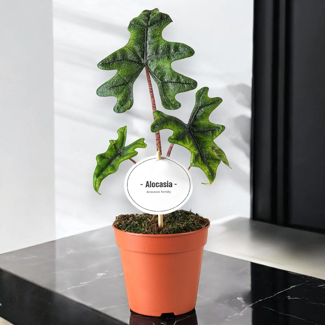 Alocasia 'Jacklin'