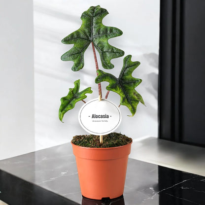 Alocasia 'Jacklin'