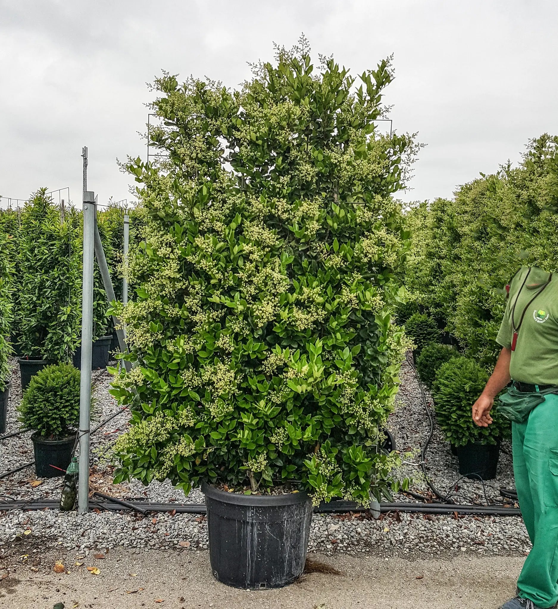 Ligustro - Ligustrum texanum