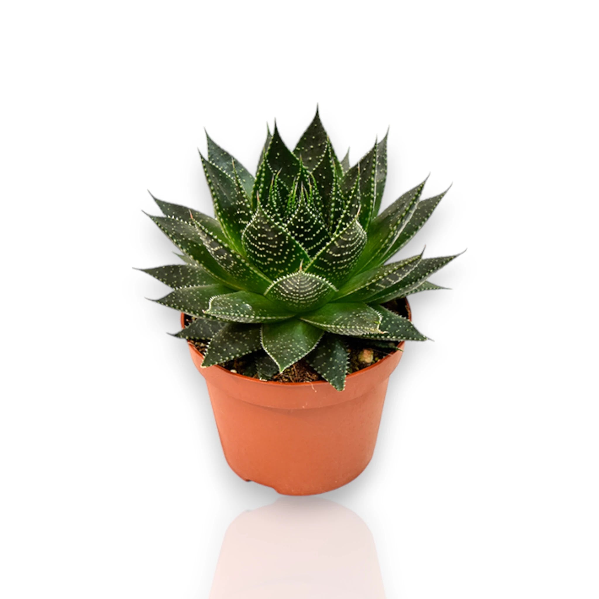 Aloe aristata Safari Ami con rosette compatte e dentelli bianchi in vaso decorativo da interno