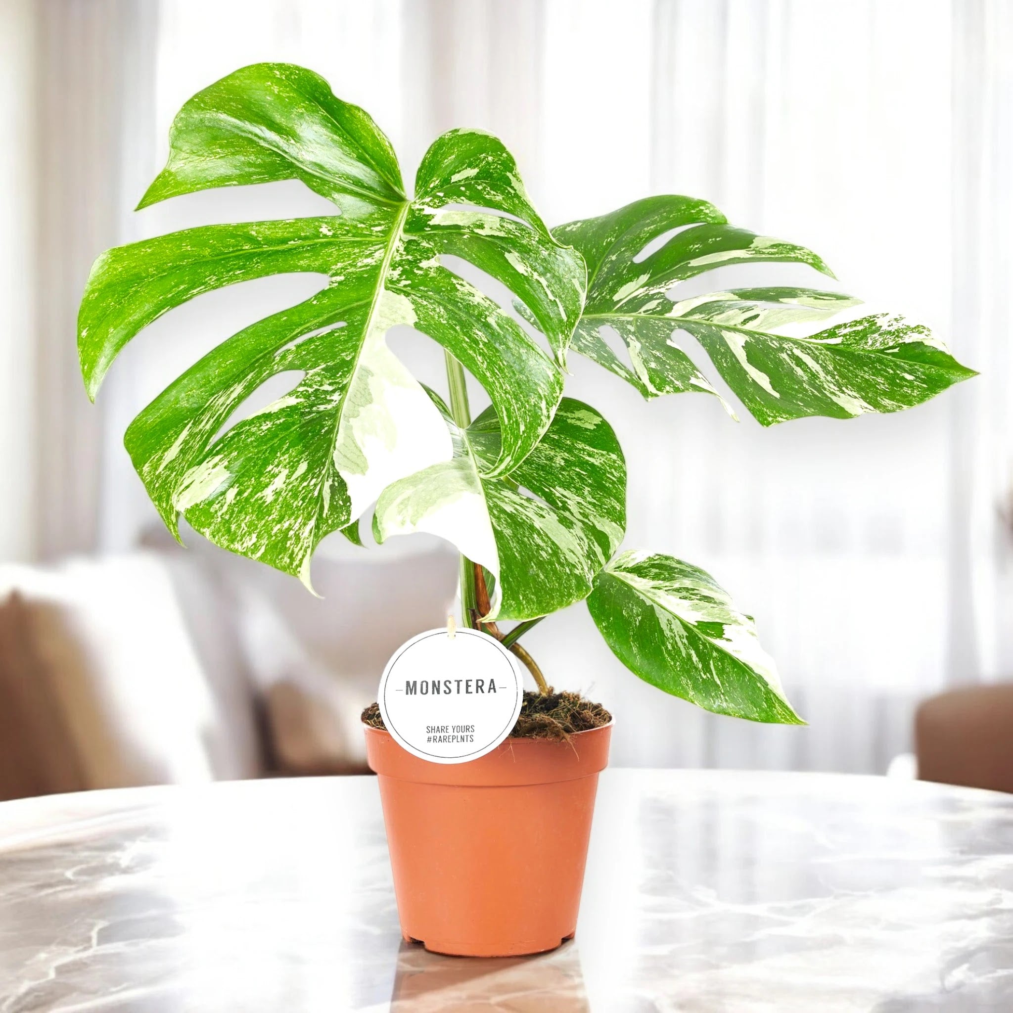 Monstera deliciosa variegata