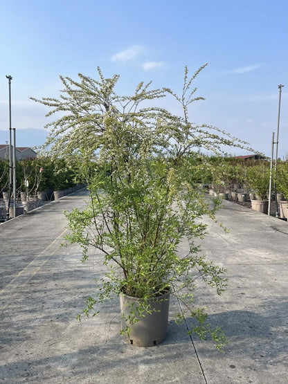 Spirea - Spiraea × cinerea 'Grefsheim'
