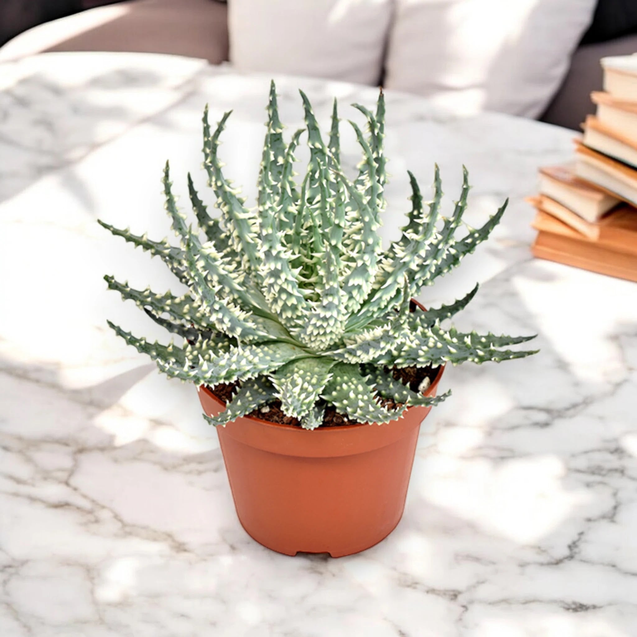 Aloe humilis