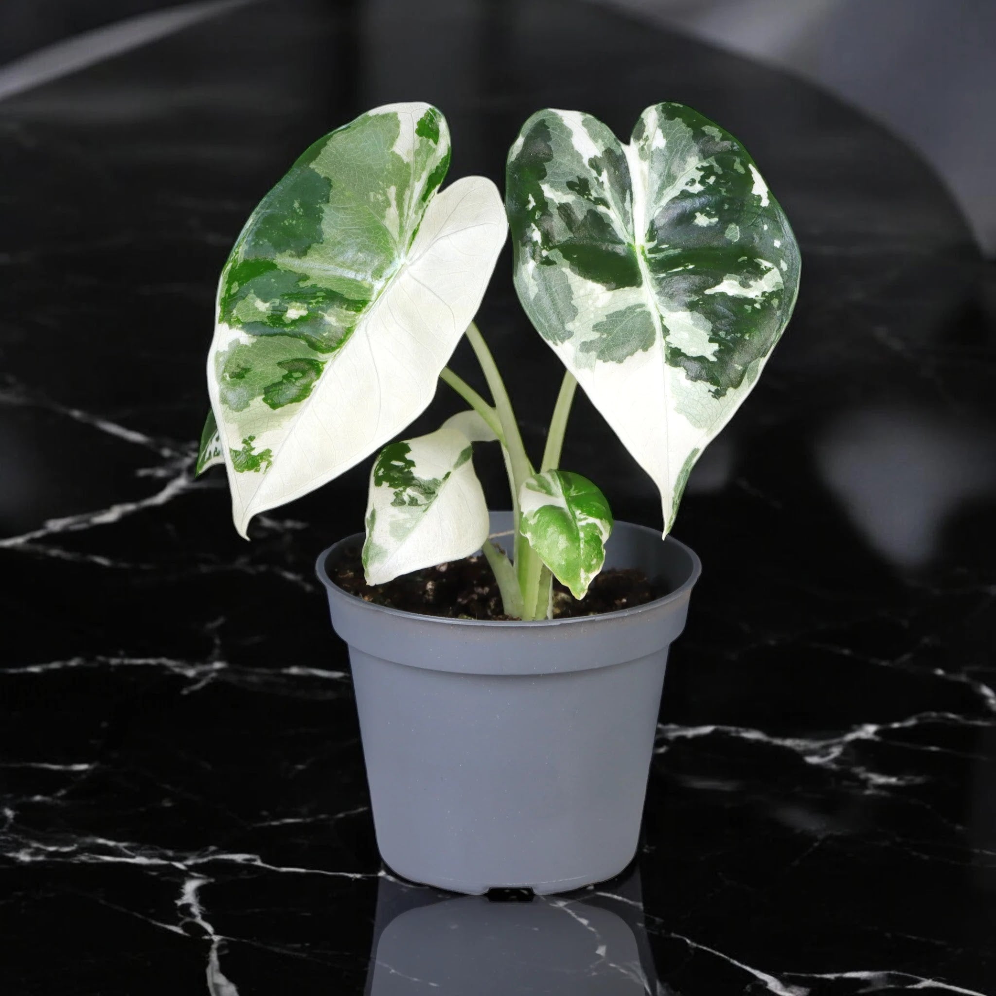 Alocasia variegata
