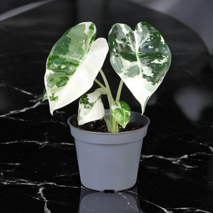 Alocasia variegata