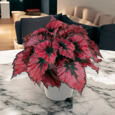 Begonia rex 'Kohala red'