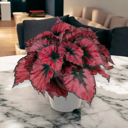 Begonia rex 'Kohala red'