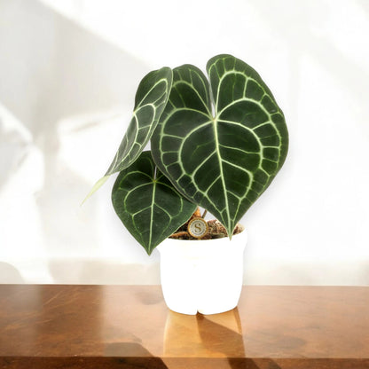 Dettaglio foglia Anthurium clarinervium con nervature bianche e superficie vellutata