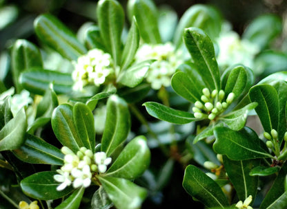 Pittosporo - Pittosporum tobira