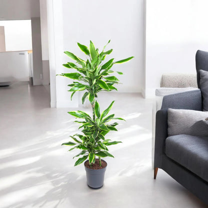 Dracaena fragrans 'Golden coast'