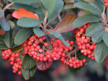 Cotoneaster lacteus