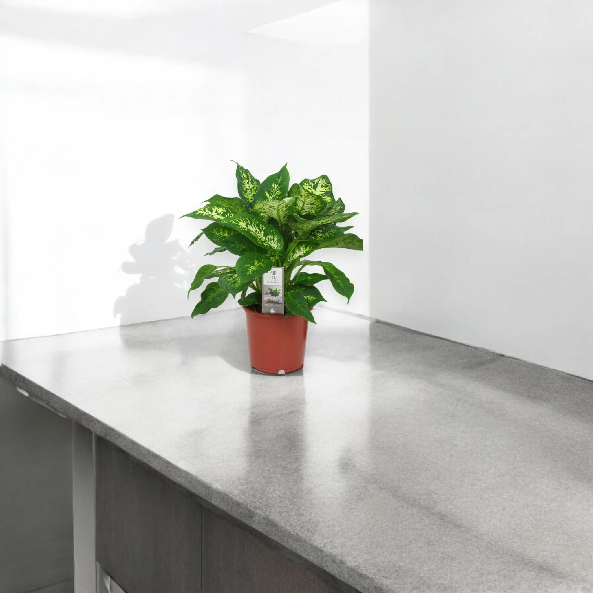 Dieffenbachia 'Compacta'