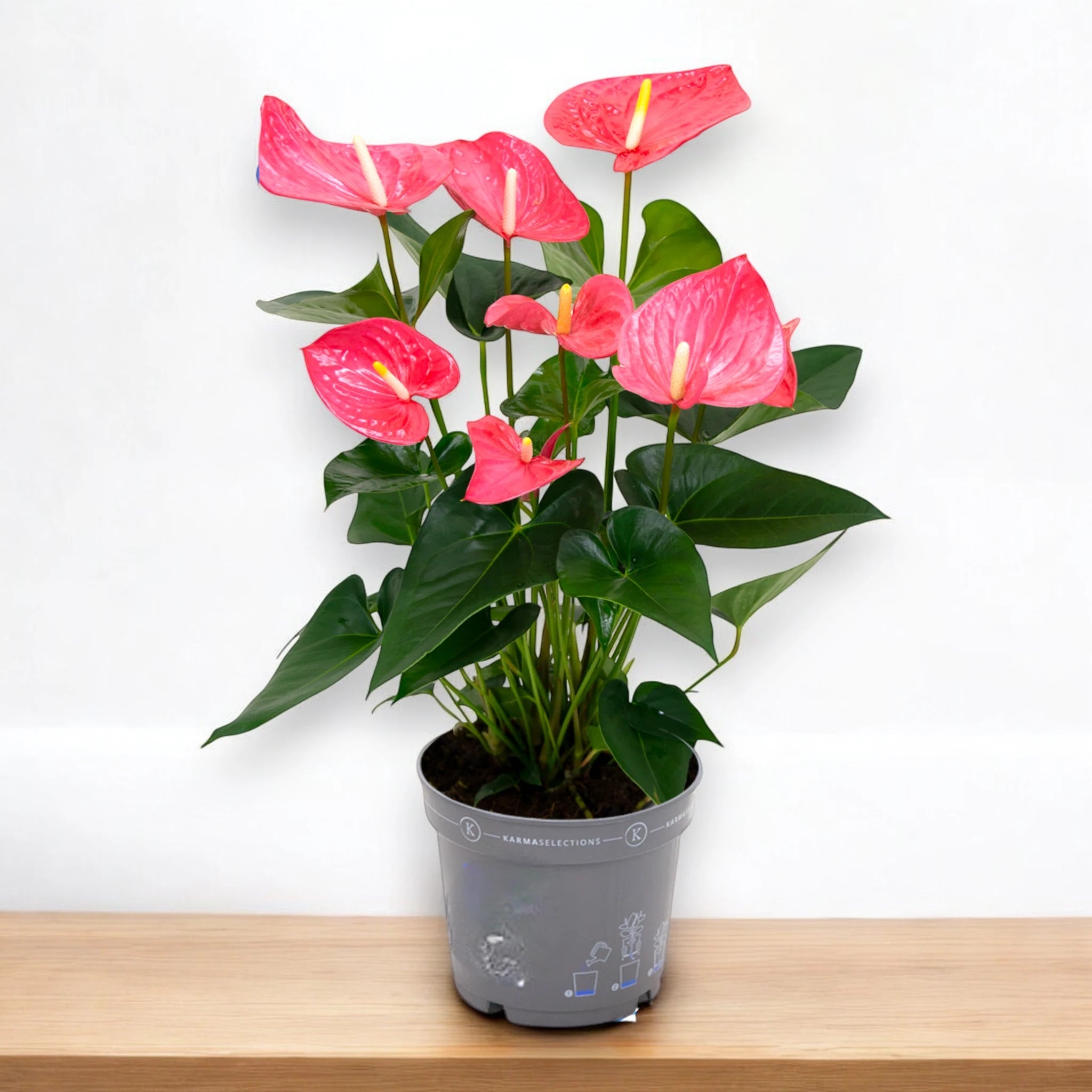 Anthurium 'Karma pink'