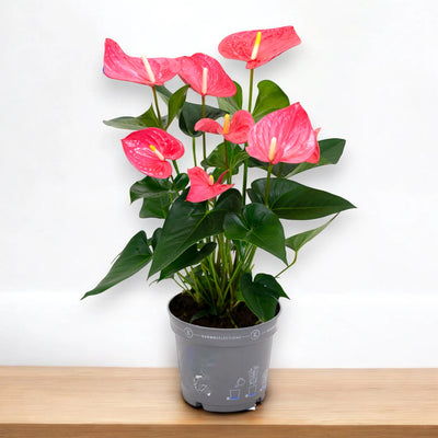 Anthurium 'Karma pink'