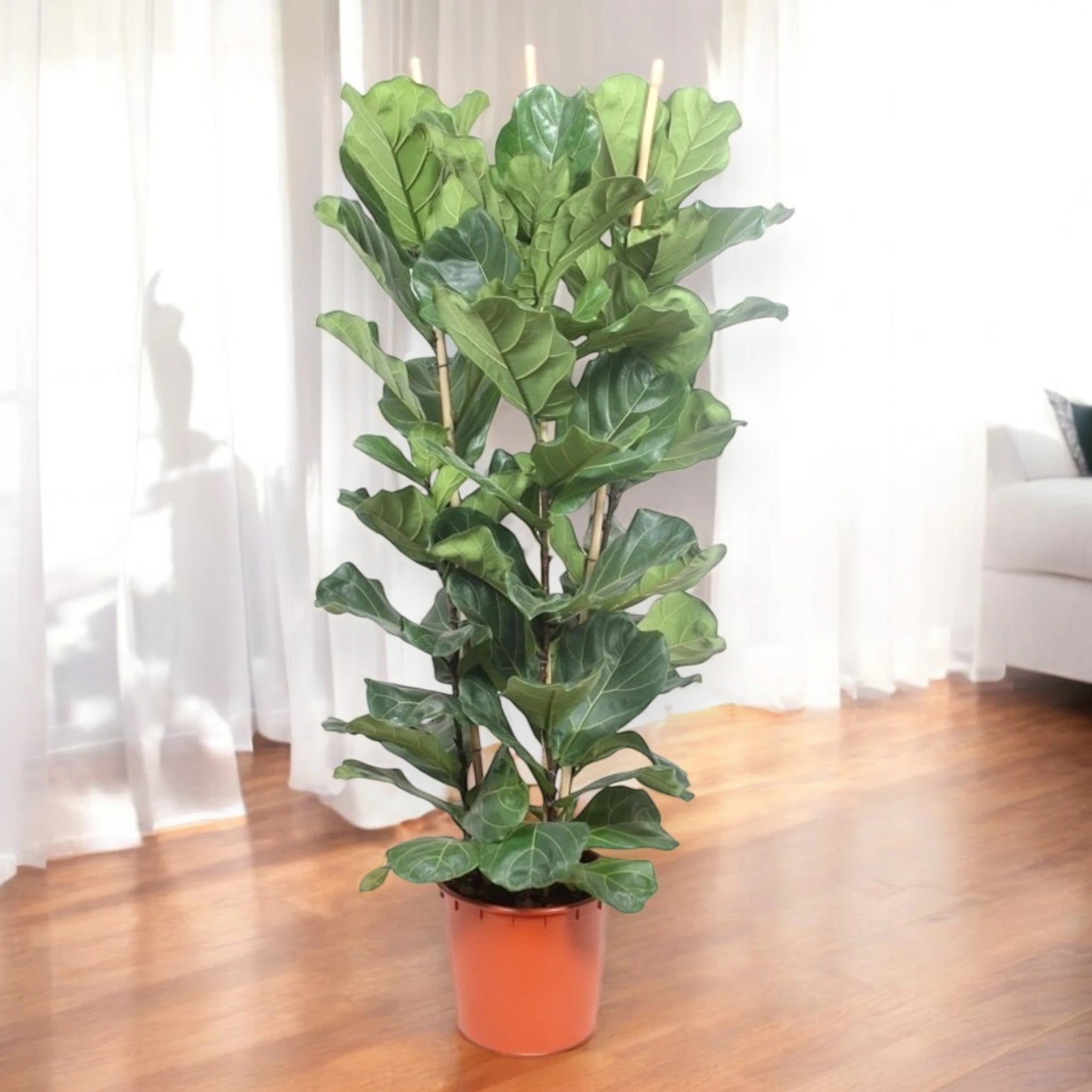 Ficus lyrata