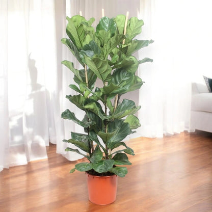Ficus lyrata