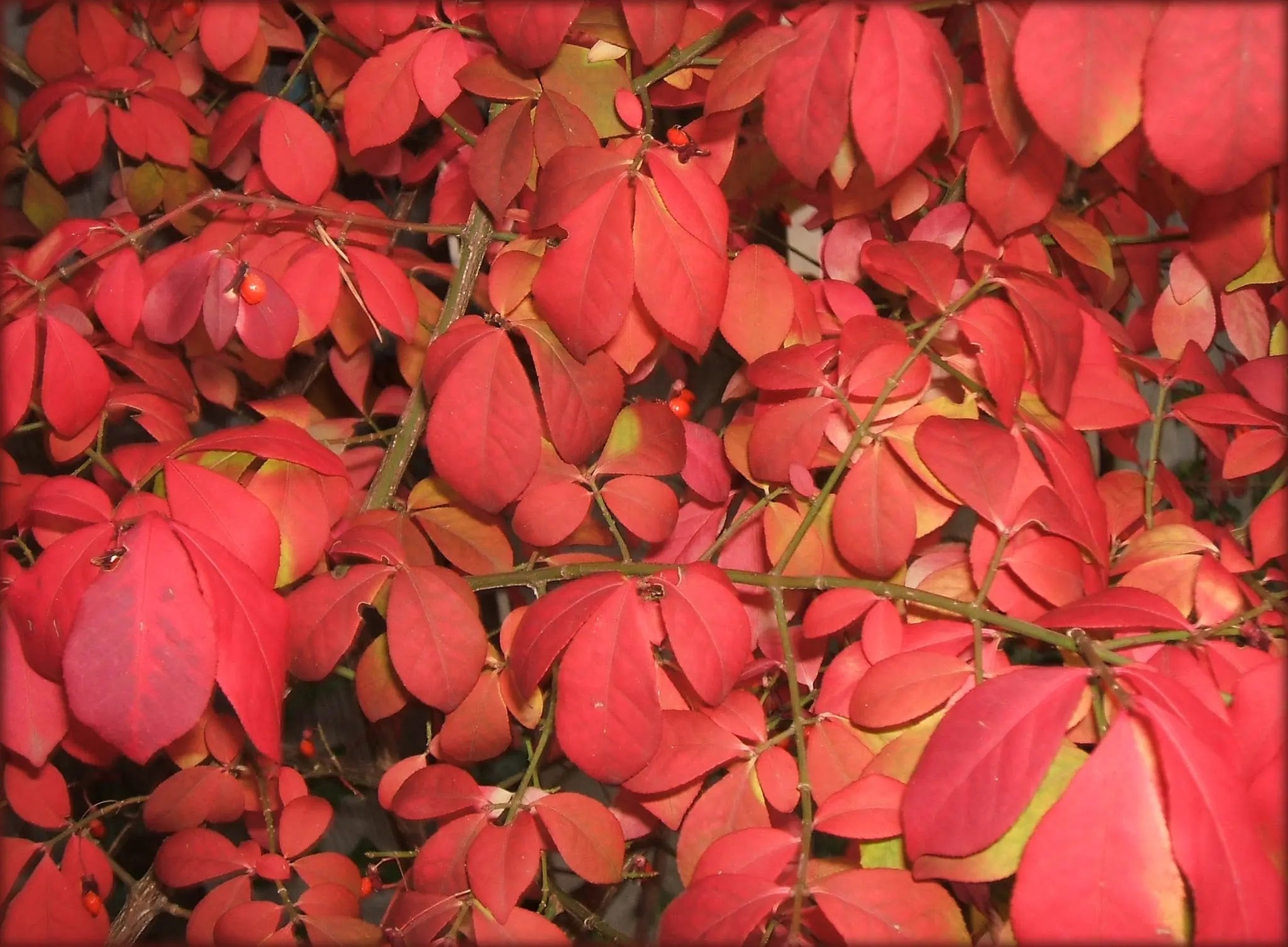 Evonimo - Euonymus 'Alatus'