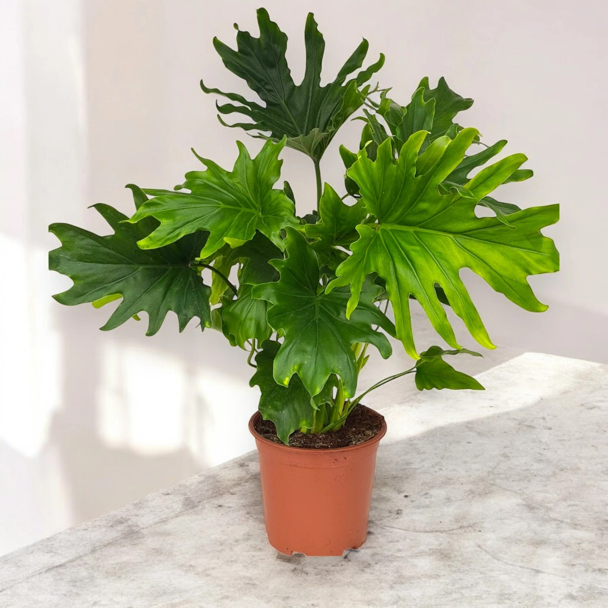 Philodendron 'Lickety Split'