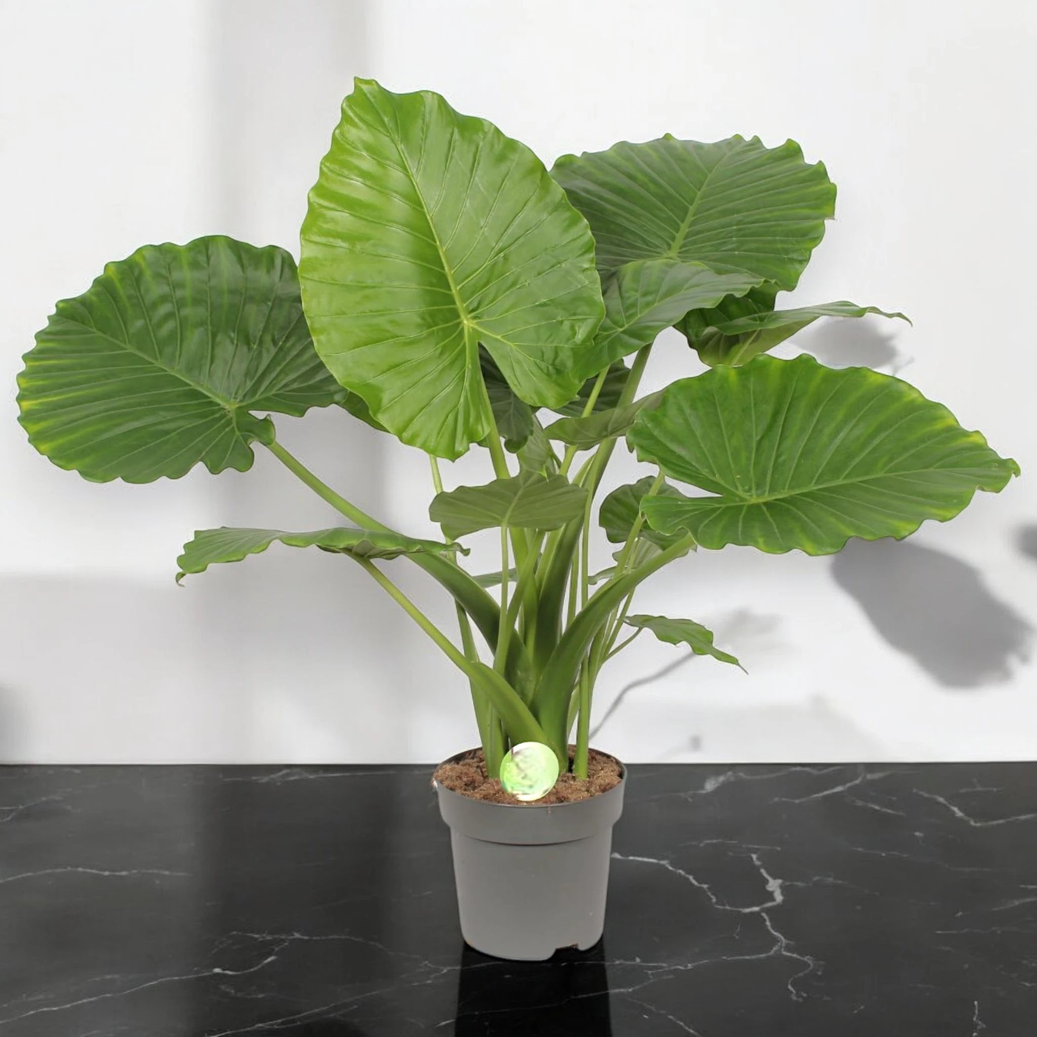 Alocasia gageana