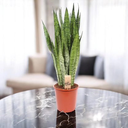 Sansevieria zeylanica